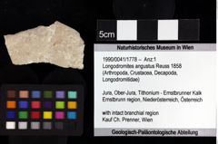 Foto (Objket + Etiketten) von Longodromites excisus (von Meyer 1857) 